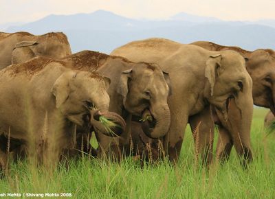 Elephant herd walking 