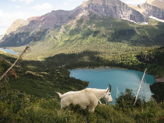A mountain goat walks along the Grinnell Glacier Trail at Glacier National Park.