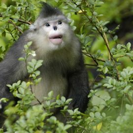 monkey